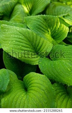wallpaper green grass fern summer flowers with dew beautiful nature leaves   Royalty-Free Stock Photo #2155288261