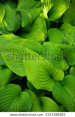 wallpaper green grass fern summer flowers with dew beautiful nature leaves   Royalty-Free Stock Photo #2155288283