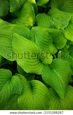 wallpaper green grass fern summer flowers with dew beautiful nature leaves   Royalty-Free Stock Photo #2155288287