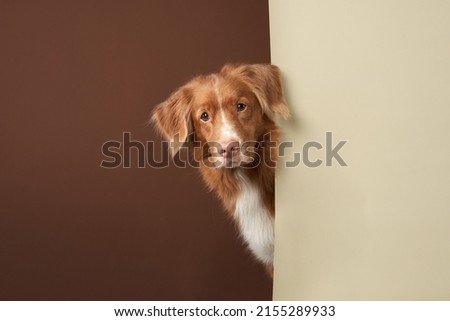 Funny dog peeking out. Ginger Nova Scotia duck tolling retriever on a beige-brown background Royalty-Free Stock Photo #2155289933
