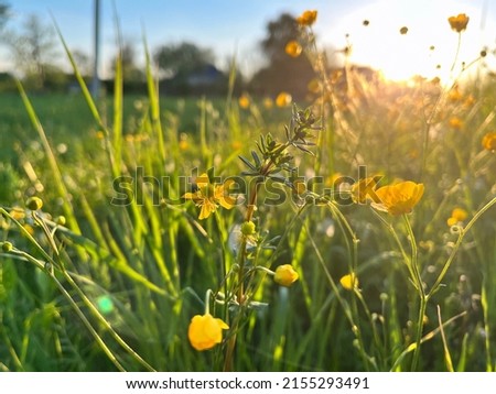 A view across farmers fields in early evening light in the late spring early summer golden hour light. There are heads of cow parsley and grass in the foreground and a blue sky and bright sun. Royalty-Free Stock Photo #2155293491