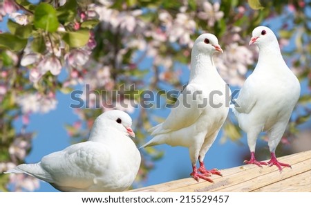 Three white pigeon on flowering background - imperial pigeon - ducula  Royalty-Free Stock Photo #215529457