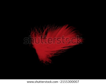 Beautiful red feather isolated on black background Royalty-Free Stock Photo #2155300007