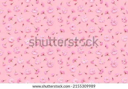 Seamless floral pattern of sakura cherry flowers floral, late blooming double flowered japaneese yaezakura on pink background flat lay top view