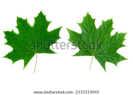 two isolated young maple leaves on white background