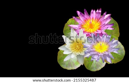 Top view, Three lotus flowers blossom bloom on green leaf isolated black background, summer flowers. floral for meditation, floral white violet pink color   