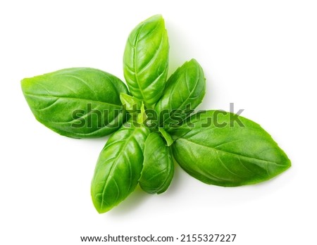 Basil isolated. Green basil leaf flat lay on white. Basil leaves top view. White background. Full depth of field. Royalty-Free Stock Photo #2155327227