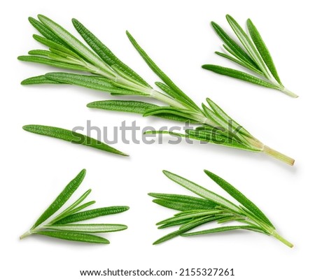 Rosemary. Rosemary isolated on white background. Top view rosemary twig set. Green herbs isolated on white. Flat design. Royalty-Free Stock Photo #2155327261