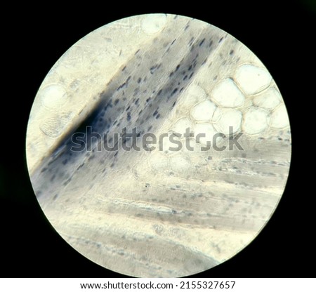 Tissues of the rabbit's tongue, microscopic view