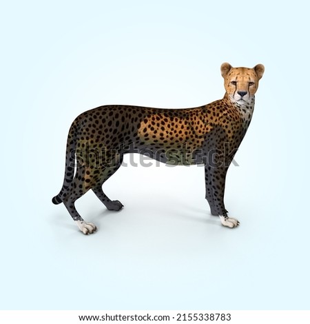 World Cheetah Day, international Cheetah day, Cheetah day,
Cheetah with world map on blue background Royalty-Free Stock Photo #2155338783