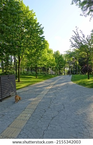 Summer city street, resort town, a beautiful bike path in the park among exotic southern trees. Summer, spring vacation, Istanbul, Turkey, 