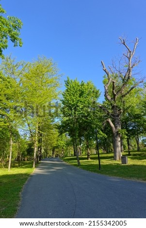Summer city street, resort town, a beautiful bike path in the park among exotic southern trees. Summer, spring vacation, Istanbul, Turkey, 
