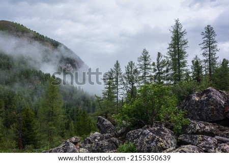Atmospheric forest landscape with coniferous trees on stony hill in low clouds in rainy weather. Dense fog in dark forest under gray cloudy sky. Mysterious scenery with coniferous forest in thick fog.