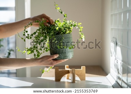 Closeup of woman gardener taking care about Ficus Pumila plant at home, holding houseplant in ceramic planter and touching green leaves, sunlight. Greenery at home, love for plants, hobby concept  Royalty-Free Stock Photo #2155353769