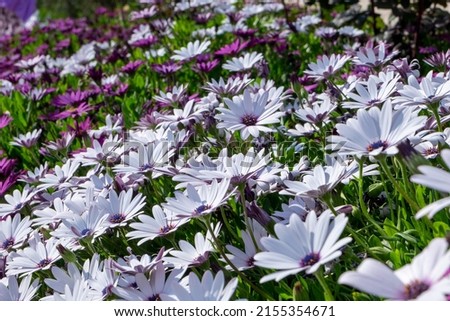 Pink and white flowers, spring flower 
