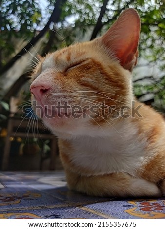 cute cat expression while being photographed