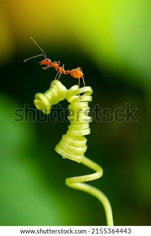 A red ant (fire ant, Solenopsis geminate) standing on top of the plant .Amazing Strong Ants on Green blurred background.