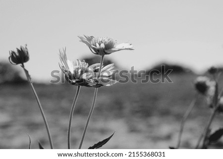 Flower weed in Texas pasture close up during summer with blurred background.