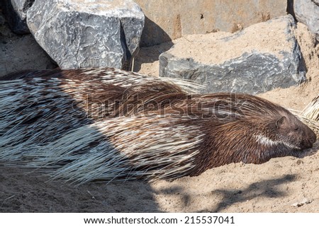 Indian Crested Porcupine, rodent in captivity