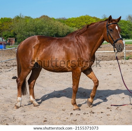 Beautiful brown chestnut mare horse with a halter at a riding school range Royalty-Free Stock Photo #2155371073