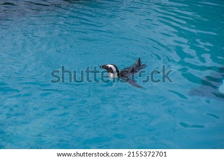 Single penguin, black and white color of penguin inside turqoise color pond.