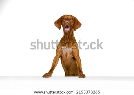 Studio shot of adorable brown Kurzhaar Drathaar, purebred dog posing isolated on white background. Concept of animal, pets, vet, friendship. Copy space for ad, design