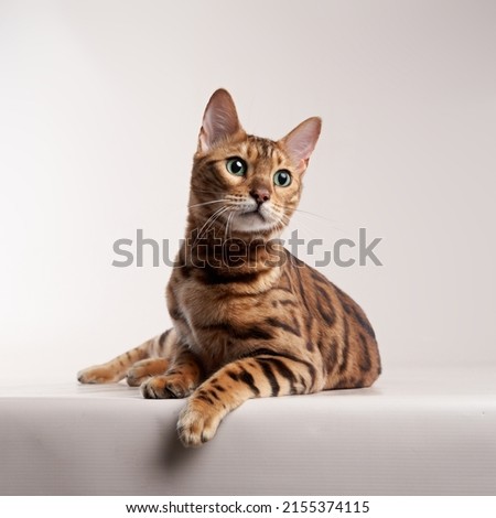 spotted bengal cat on a beige background. funny pet playing  Royalty-Free Stock Photo #2155374115