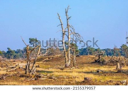 Desolate forest landcape national park de Hoge Veluwe, Holland  Royalty-Free Stock Photo #2155379057
