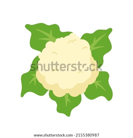 Cauliflower vector. Vegetables for healthy cooking Royalty-Free Stock Photo #2155380987