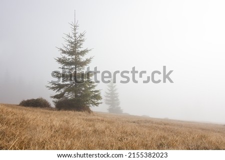 Landscape in the mountains in the fog. Carpathian mountains. The tops of trees sticking out of the fog.