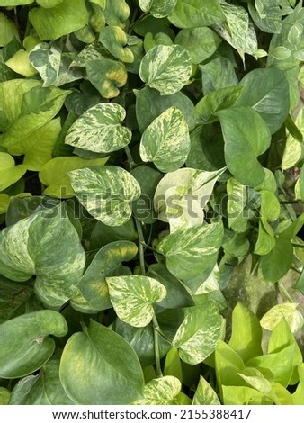 Close up tropical foliage plant, Epipremnum or devil's ivy, golden pothos, hunter's robe mix varieties with green leaves texture background in the garden, top view.