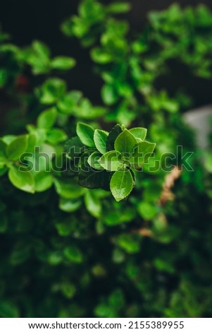 close up of green leaves. Wet leaves. Euonymus europaeus	