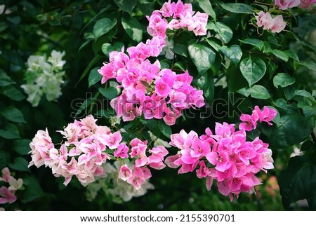 Pink and white bougainvillea flower with green leaves background