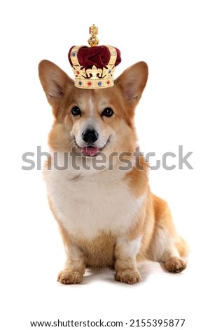Corgi dog wearing a crown for the royal jubilee celebration cutout on a white background Royalty-Free Stock Photo #2155395877