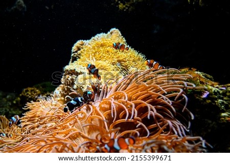 Close-up clownfish around coral underwater in aquarium