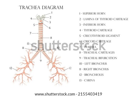 Vector medical educational biological chart for trachea diagram. Anatomy illustration isolated white background Royalty-Free Stock Photo #2155403419