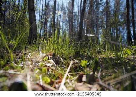 Closeup of leaves and grass growing with blurry background in the forest