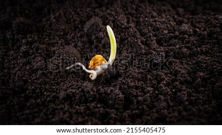 Germinated corn in dark fertile soil close-up Royalty-Free Stock Photo #2155405475