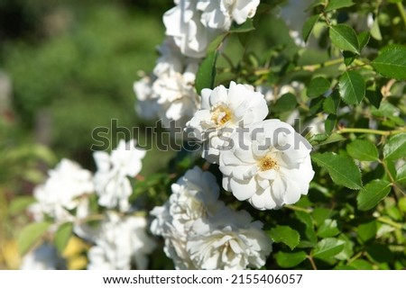 Photo a branch of a garden bushy white rose. Romantic background with white rose buds and green leaves Royalty-Free Stock Photo #2155406057