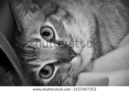 black-and-white photograph of a cat's face looking at the camera