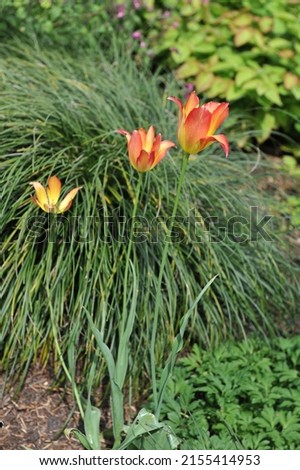Red and yellow Miscellaneous tulips (Tulipa mauritiana) Cindy bloom in a garden in May Royalty-Free Stock Photo #2155414953