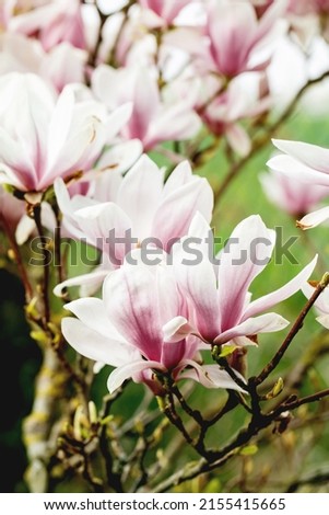 Spring blooming background with pink blossom magnolia flowers on tree.