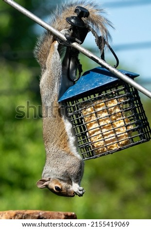 Acrobatic Squirrel steals the bird food