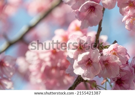 cherry blossom flowering at Japan 