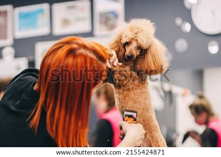 Poodle haircut. The master performs work in the grooming salon. High quality photo