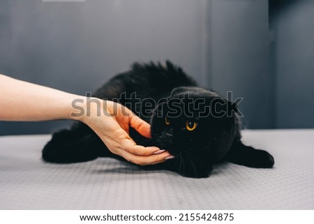 Black cat with orange eyes. High quality photo