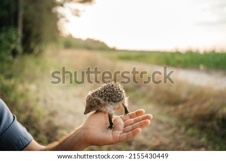 man holds a hedgehog in the palm of his hand. High quality photo