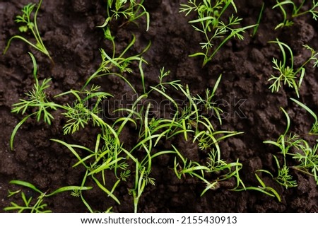 Young dill sprouts in the ground. Plant seedlings. Young plant grow sequence in soil garden agriculture. Royalty-Free Stock Photo #2155430913
