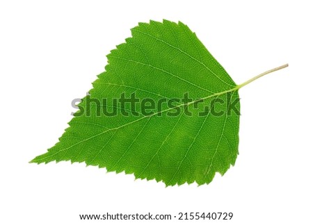 Green birch leaf isolated on white background, top view. One birch leaf isolated on white background, top view. Macro of green birch leaf isolated on white background, top view. Royalty-Free Stock Photo #2155440729