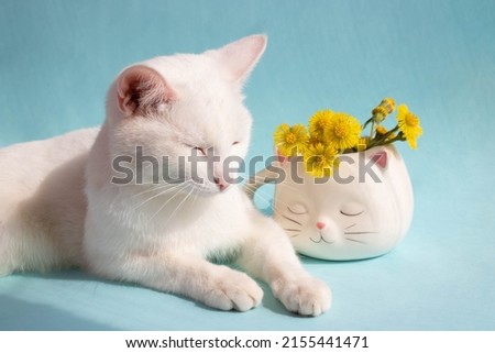 A dozing white cat with mother-and-stepmother flowers in a white cat-shaped cup on a blue background. Good cozy morning